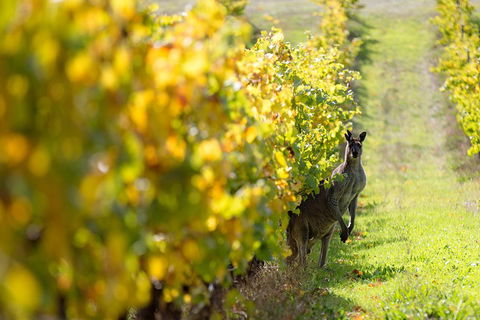 Margaret River 3 Day Escape - ACT Tourism 4