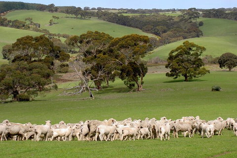 Kangaroo Island Luxury Small Group 'Island Life' Full Day Tour - ACT Tourism 1