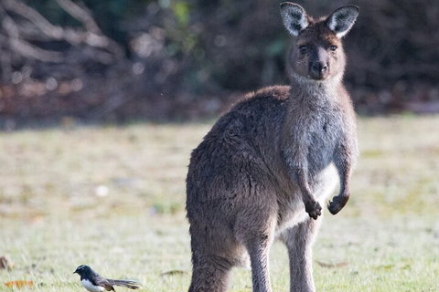 Kangaroo Island Luxury Small Group 'Island Life' Full Day Tour - ACT Tourism 2
