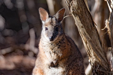 Kangaroo Island Luxury Small Group 'Island Life' Full Day Tour - ACT Tourism 3