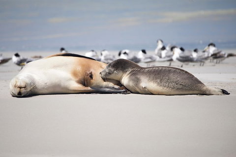 Kangaroo Island Luxury Small Group 'Island Life' Full Day Tour - ACT Tourism 5