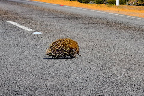 Kangaroo Island Luxury Small Group 'Flinders Chase Focus' Full Day Tour - ACT Tourism 3