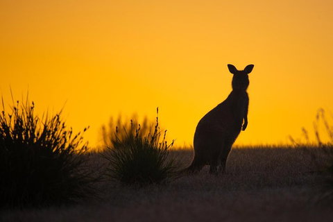 Kangaroo Island Luxury Small Group 'Flinders Chase Focus' Full Day Tour - ACT Tourism 5