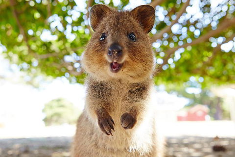 Discover Rottnest With Ferry & Bus Tour From Perth Or Fremantle - ACT Tourism 0