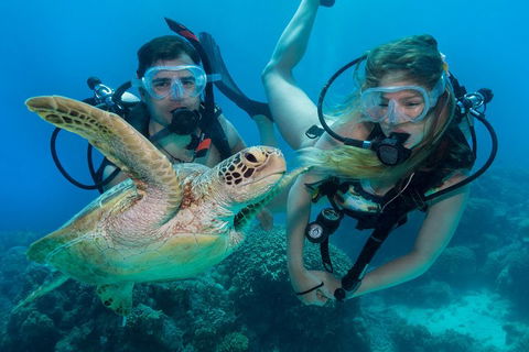 Great Barrier Reef Diving And Snorkeling Cruise From Cairns - ACT Tourism 4
