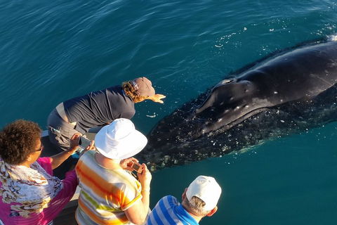 AOC Whale Watching From Broome - ACT Tourism 0