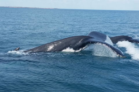 AOC Whale Watching From Broome - ACT Tourism 1