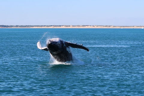 AOC Whale Watching From Broome - ACT Tourism 2