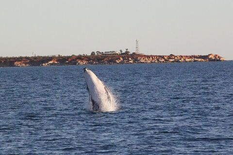 AOC Whale Watching From Broome - ACT Tourism 3