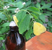 Australian Butterfly Sanctuary- Virtual Interactive Tour With Private Guide - ACT Tourism