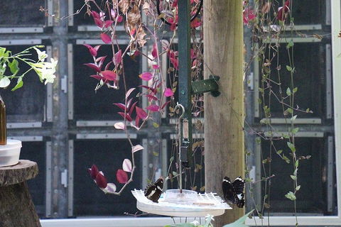 Australian Butterfly Sanctuary- Virtual Interactive Tour With Private Guide - ACT Tourism 1