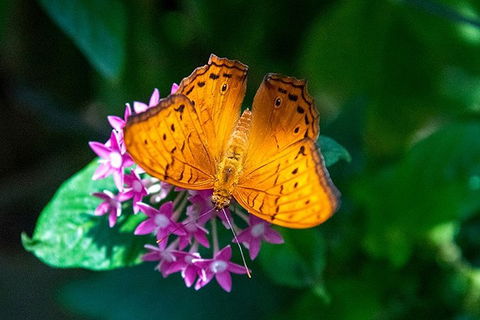 Australian Butterfly Sanctuary- Virtual Interactive Tour With Private Guide - ACT Tourism 3