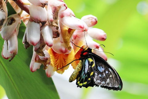 Australian Butterfly Sanctuary- Virtual Interactive Tour With Private Guide - ACT Tourism 5