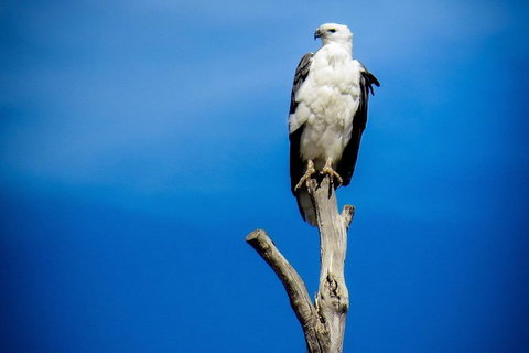 Kangaroo Island 75-Minute Ocean Safari - ACT Tourism 0