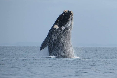 Kangaroo Island 75-Minute Ocean Safari - ACT Tourism 2