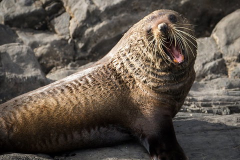 Kangaroo Island 75-Minute Ocean Safari - ACT Tourism 5