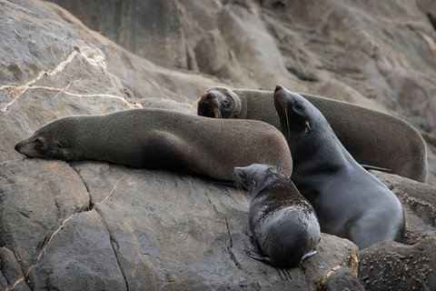 Kangaroo Island Ocean Safari - Snorkeling Safari - ACT Tourism 0