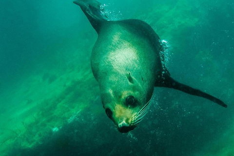 Kangaroo Island Ocean Safari - Snorkeling Safari - ACT Tourism 1