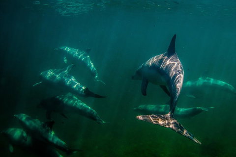 Kangaroo Island Ocean Safari - Snorkeling Safari - ACT Tourism 2