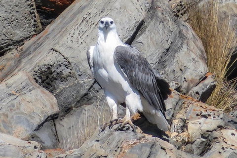 Kangaroo Island Ocean Safari - Snorkeling Safari - ACT Tourism 4