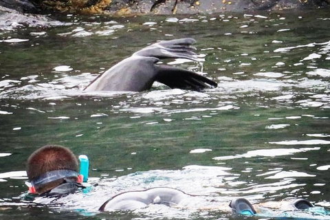 Kangaroo Island Ocean Safari - Snorkeling Safari - ACT Tourism 5