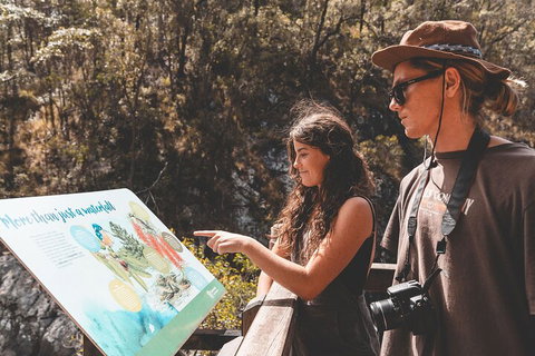 Springbrook AndTamborine Rainforest Tour Incl Natural Bridge And Glow Worm Cave - ACT Tourism 0