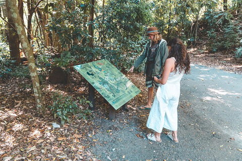 Springbrook AndTamborine Rainforest Tour Incl Natural Bridge And Glow Worm Cave - ACT Tourism 5