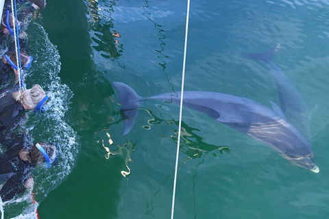 Dolphin Cruise From Adelaide With Optional Dolphin Swim - ACT Tourism 0