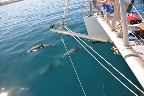 Dolphin Cruise From Adelaide With Optional Dolphin Swim - ACT Tourism 1
