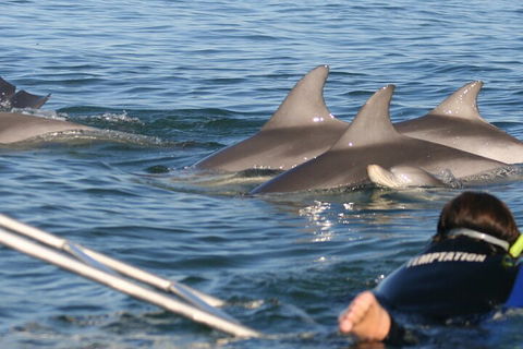 Dolphin Cruise From Adelaide With Optional Dolphin Swim - ACT Tourism 2