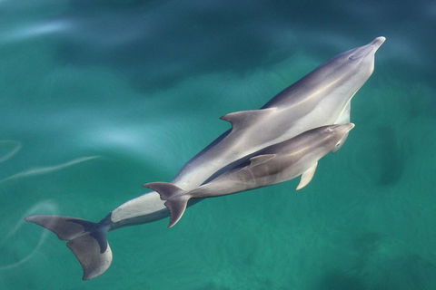 Dolphin Cruise From Adelaide With Optional Dolphin Swim - ACT Tourism 4