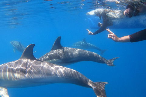 Dolphin Cruise From Adelaide With Optional Dolphin Swim - ACT Tourism 5