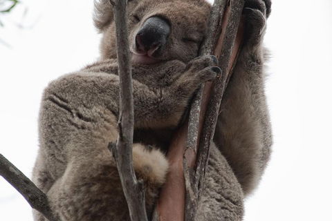 2-Day Kangaroo Island 4WD Small-Group Tour From Adelaide - ACT Tourism 0