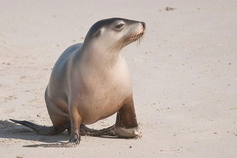 2-Day Kangaroo Island 4WD Small-Group Tour From Adelaide - ACT Tourism 4