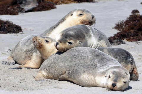 Small-Group Kangaroo Island 4WD Tour From Adelaide - ACT Tourism 1