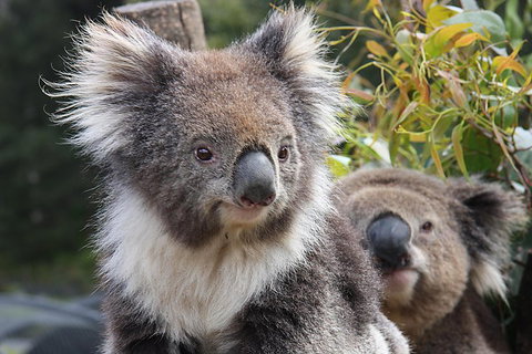Kuranda Koala Gardens And Birdworld Admission Tickets - ACT Tourism 0