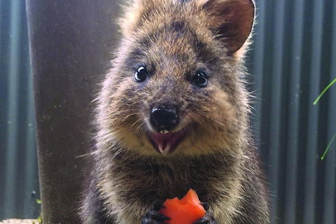 Kuranda Koala Gardens And Birdworld Admission Tickets - ACT Tourism 2