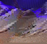 Kuranda Wildlife Experience Three Attraction Pass - ACT Tourism