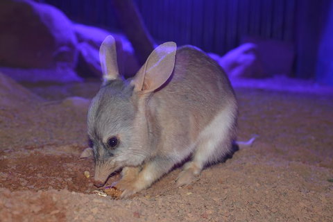 Kuranda Wildlife Experience Three Attraction Pass - ACT Tourism 0