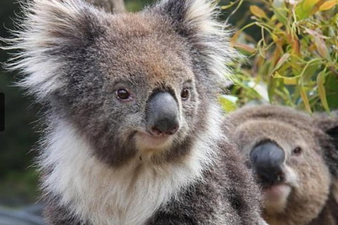 Kuranda Koala Gardens General Entry Ticket - ACT Tourism 1