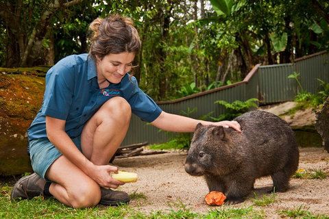Kuranda Koala Gardens General Entry Ticket - ACT Tourism 4