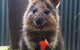 Kuranda Koala Gardens General Entry Ticket - thumb 5