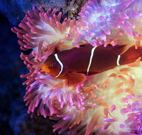 Cairns Aquarium by Twilight with 3-Course Dinner - ACT Tourism