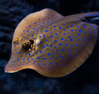 Cairns Aquarium Tour by Twilight with Drink and Appetiser - ACT Tourism