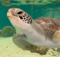 Cairns Aquarium Marine Life Encounter Ticket with 2-Course Lunch - ACT Tourism
