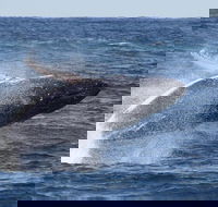 Whale Watching by Sea World Cruises - ACT Tourism