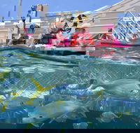 Outer Reef Pontoon Experience from Cairns - ACT Tourism