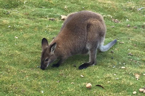 Cradle Mountain Day Tour From Launceston Including Lunch - ACT Tourism 5