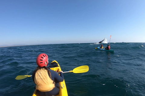 Kayaking With Dolphins In Byron Bay Guided Tour - ACT Tourism 3