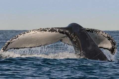 Sydney Whale-Watching Cruise Including Lunch Or Breakfast - ACT Tourism 0